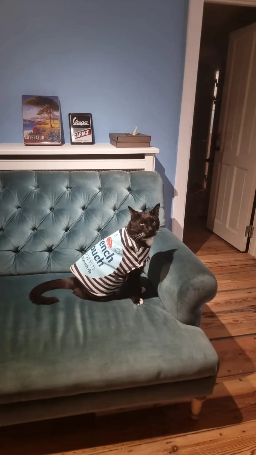 cat-2023.webp